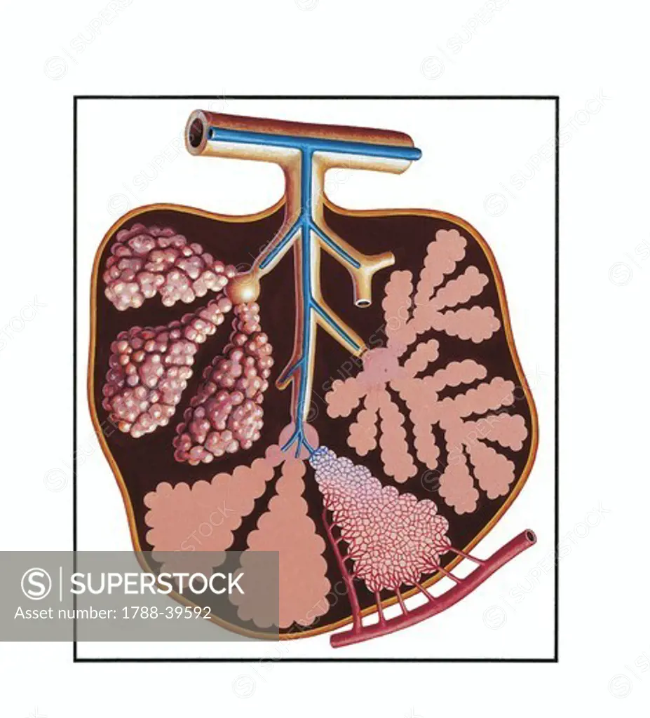 Medicine: Human anatomy, lobe of the lung