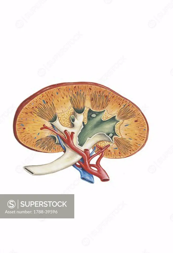 Medicine: Human anatomy, kidney, section. Drawing