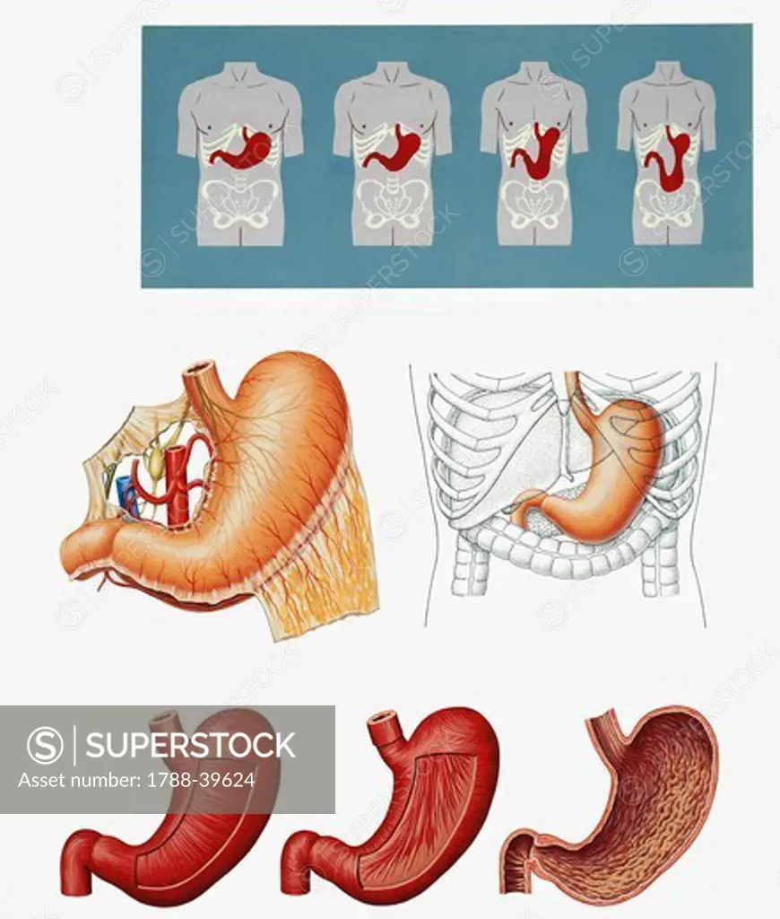 Medicine -  Anatomy - Digestive system - Stomach. Drawing.