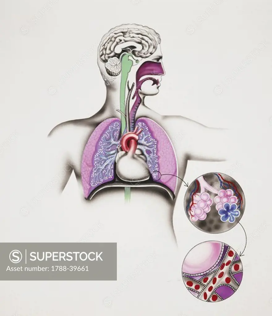 Medicine - Anatomy - Respiratory system. Drawing.