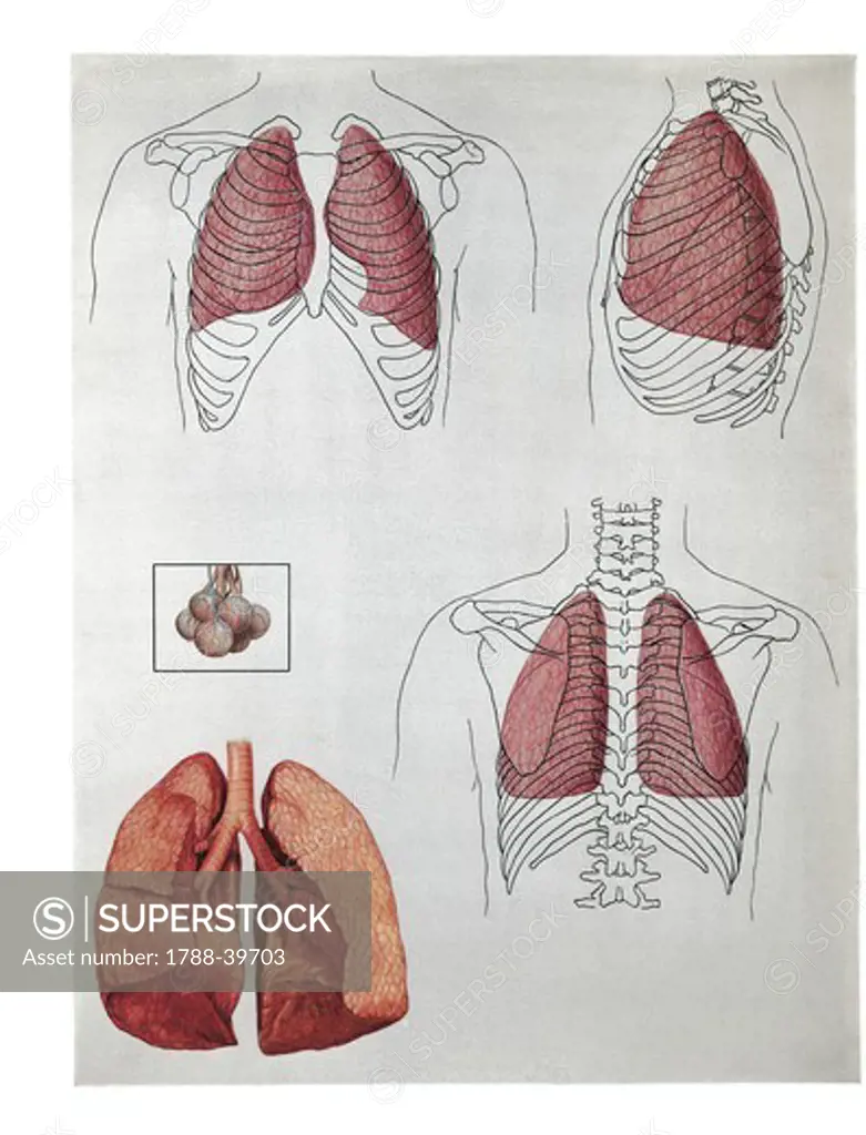 Medicine: Human anatomy, lung lobes position, front and back