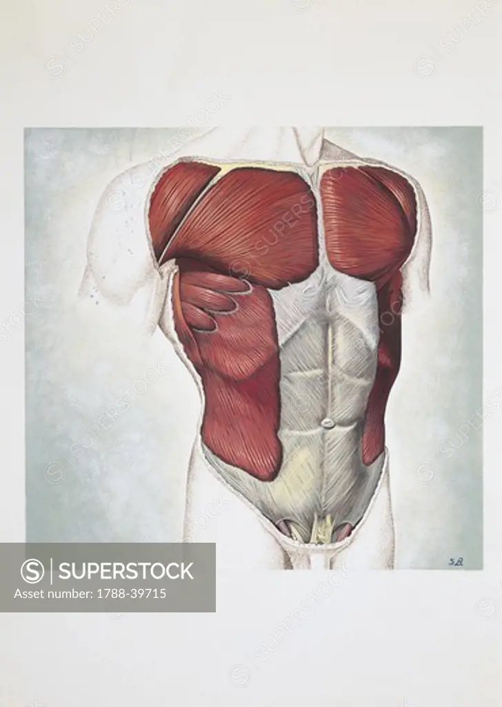 Medicine: Human anatomy, chest muscles. Drawing