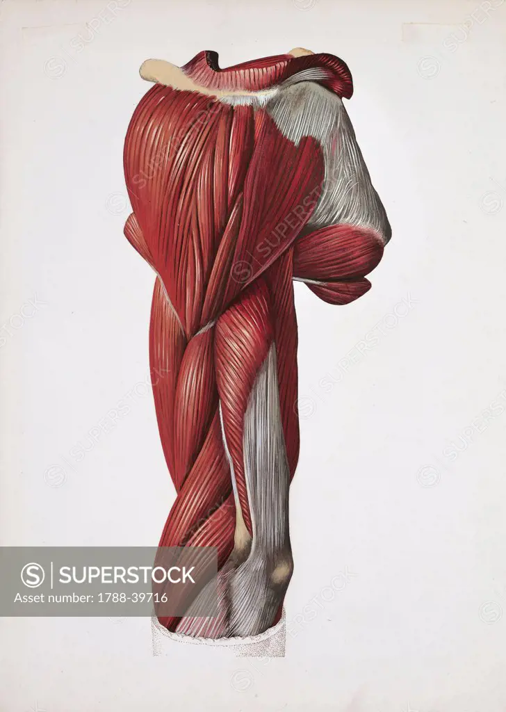 Medicine: Human anatomy, left arm, back and lateral muscles. Drawing
