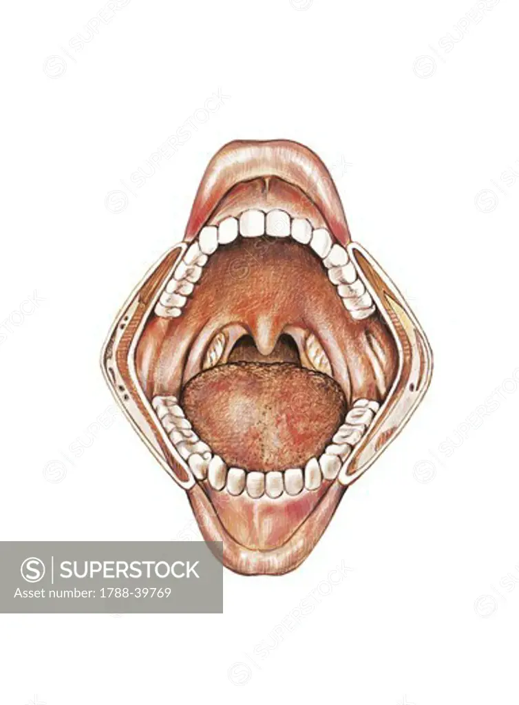 Medicine: Human anatomy, mouth