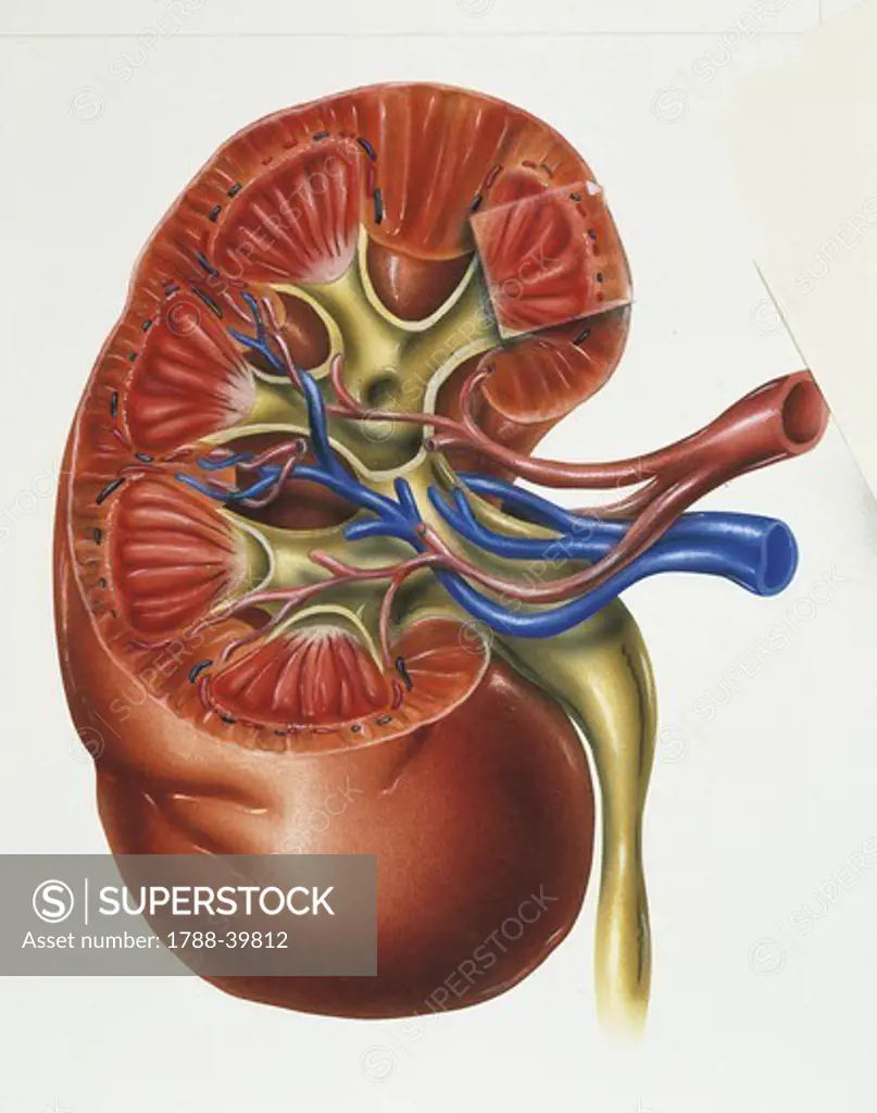 Medicine: kidney