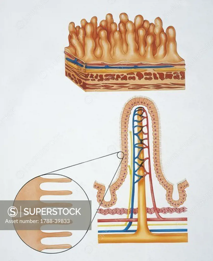 Human anatomy: intestinal villi. Drawing