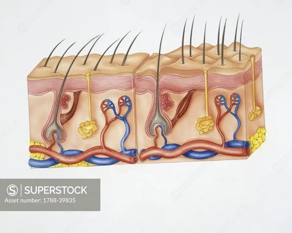 Human anatomy: skin, hairs, sebaceous glands, nerve endings and circulatory system. Drawing