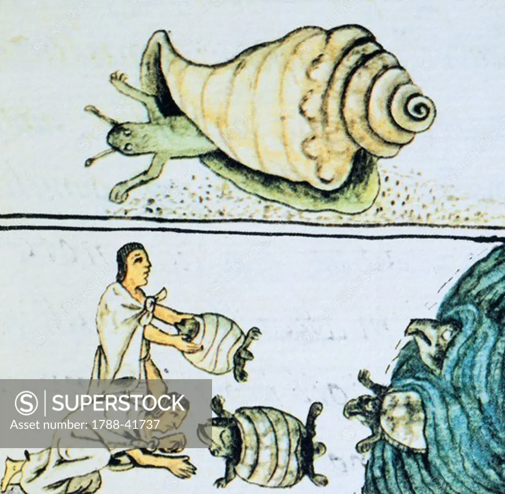 Artwork depicting a sea snail and turtles, from a copy of the Code of Florence, General History of the Things of New Spain by Fra Bernardino de Sahagun, Manuscript in Spanish and Nahuati, mid-16th Century.
