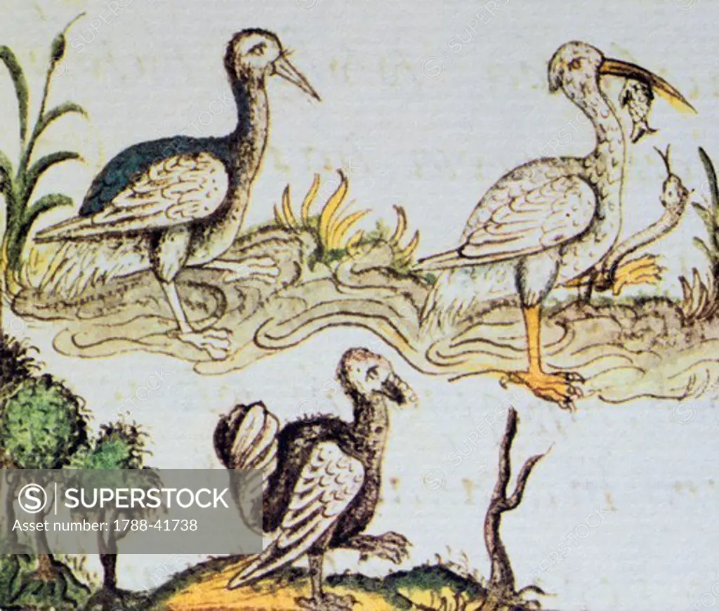 Artwork depicting a little egret, a kingfisher and a turkey, from a copy of the Code of Florence General History of the Things of New Spain by Fra Bernardino de Sahagun, Manuscript in Spanish and Nahuati, mid-16th Century.