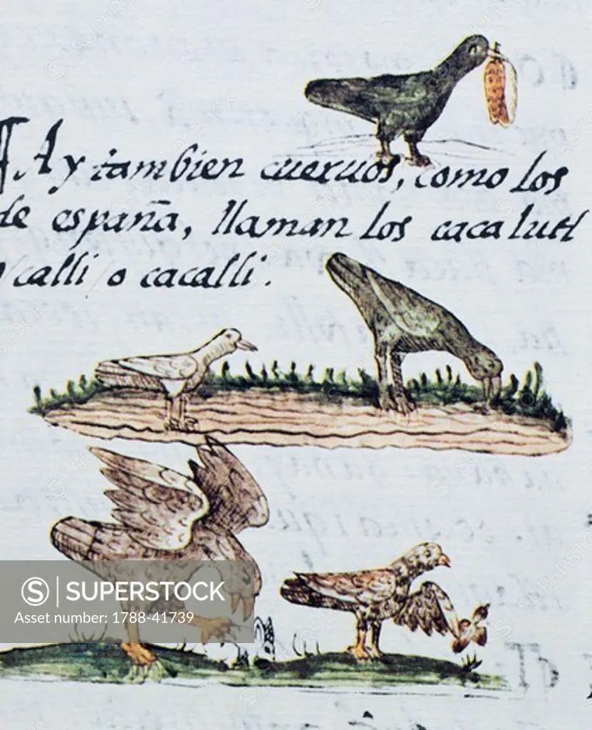 Artwork depicting mountain birds, from a copy of the Code of Florence General History of the Things of New Spain by Fra Bernardino de Sahagun, Manuscript in Spanish and Nahuati, mid 16th Century.