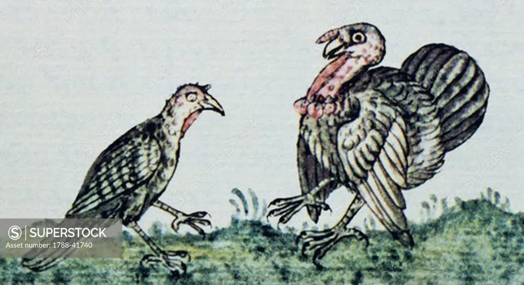Artwork depicting a pair of turkeys, from a copy of the Code of Florence General History of the Things of New Spain by Fra Bernardino de Sahagun, Manuscript in Spanish and Nahuati, mid-16th Century.
