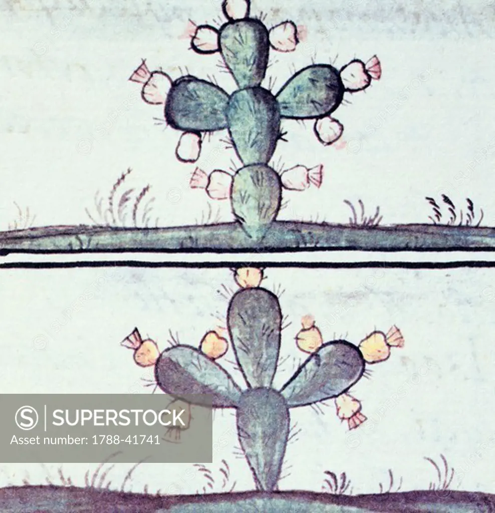 Artwork depicting a cactus, from a copy of the Code of Florence General History of the Things of New Spain by Fra Bernardino de Sahagun, Manuscript in Spanish and Nahuati, mid-16th Century.