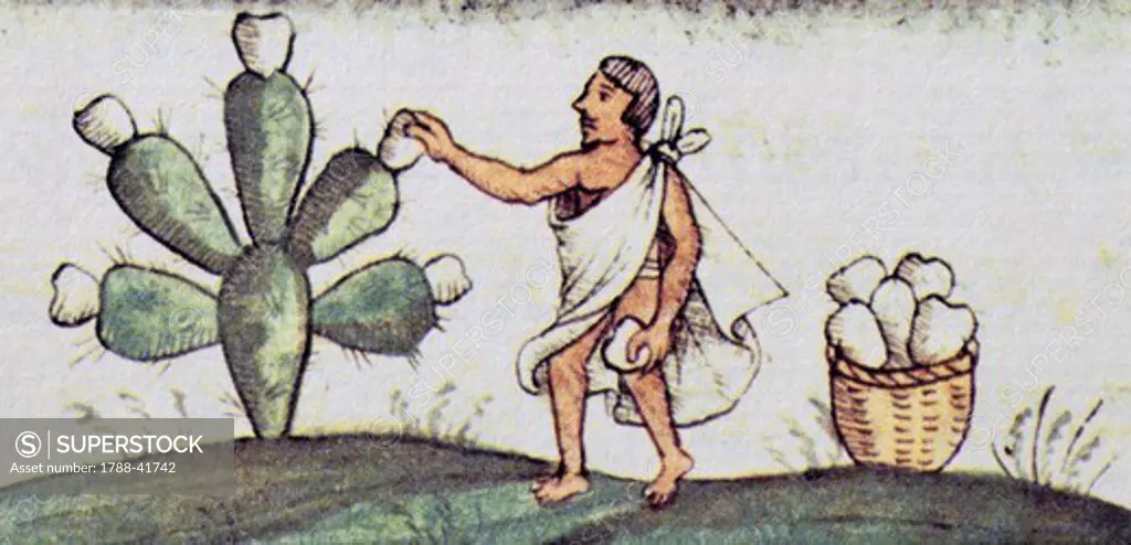 Artwork depicting the gathering of Indian figs, from a copy of the Code of Florence General History of the Things of New Spain by Fra Bernardino de Sahagun, Manuscript in Spanish and Nahuati, mid-16th Century.