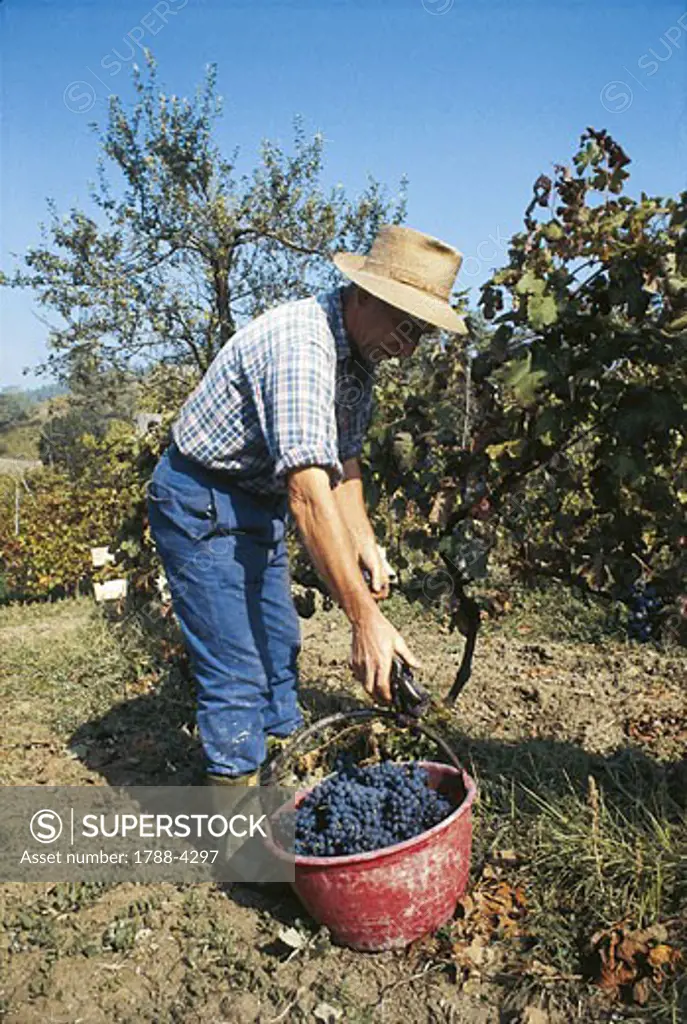 Italy - Lombardy Region - Oltrepò Pavese - Grape harvest