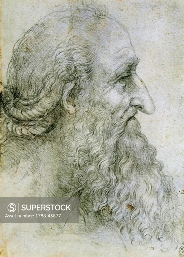 Head of an elderly man seen in profile, by Leonardo da Vinci (1452-1519), drawing. 12499.