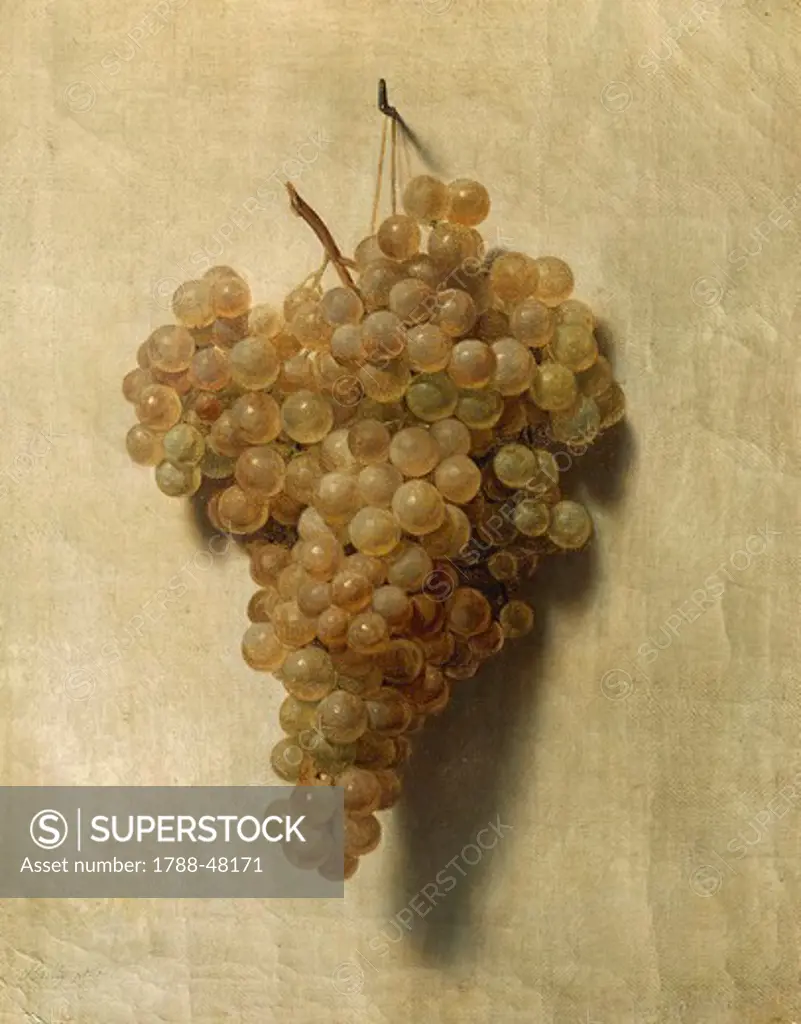 White grape, by Louis Leopold Boilly (1761-1845).