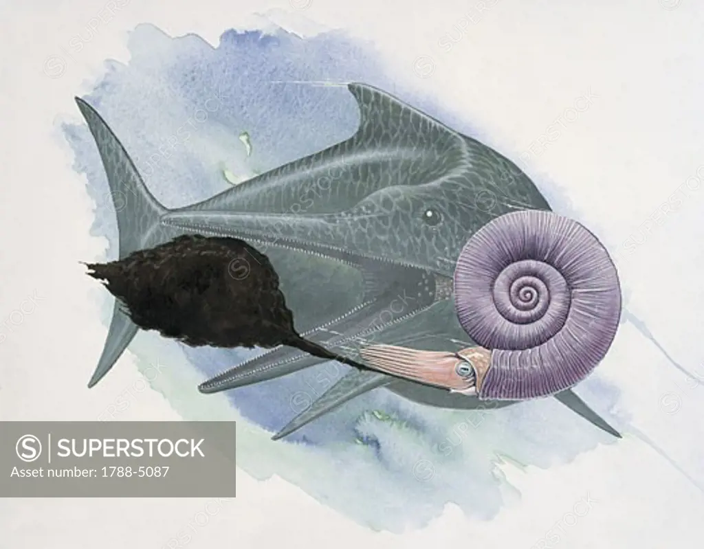 Fish with an ammonite