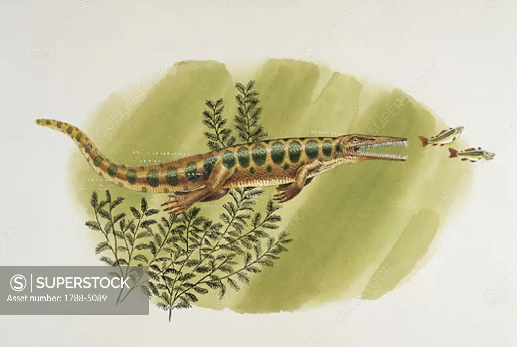 Side profile of a mesosaurus chasing fish