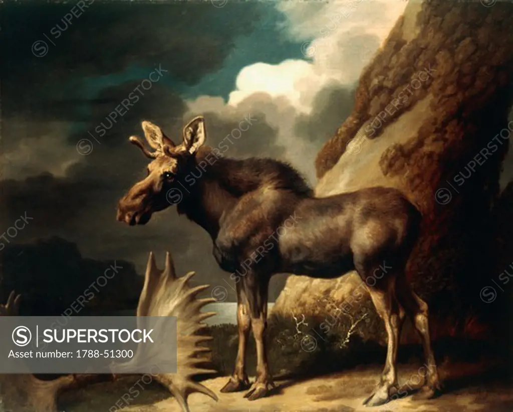 The Moose, ca 1770, by George Stubbs (1724-1806), oil on canvas.
