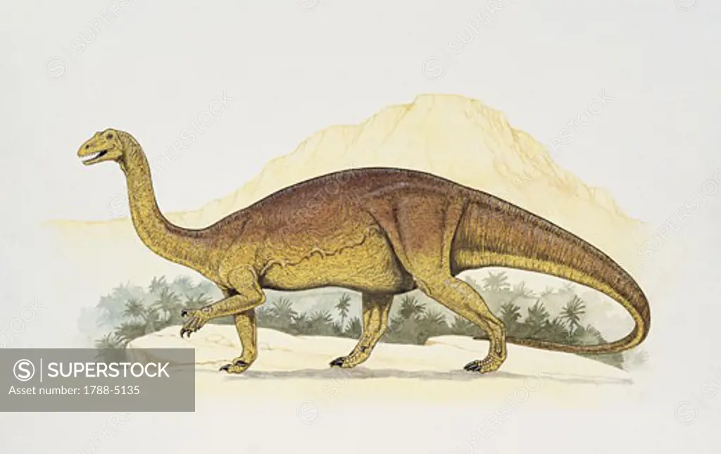 Side profile of an aellosaurus walking