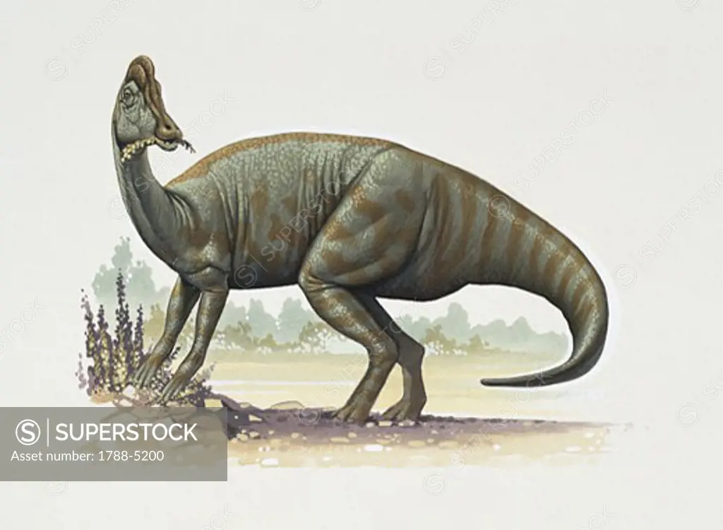 Side profile of a Jaxartosaurus dinosaur standing in the forest (Jaxartosaurus aralensis)