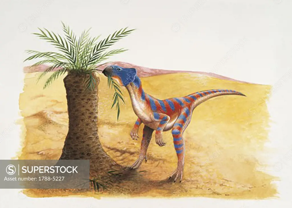 Microceratops dinosaur eating leaves of a tree