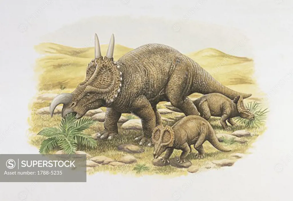 Three einiosaurus dinosaur eating plants