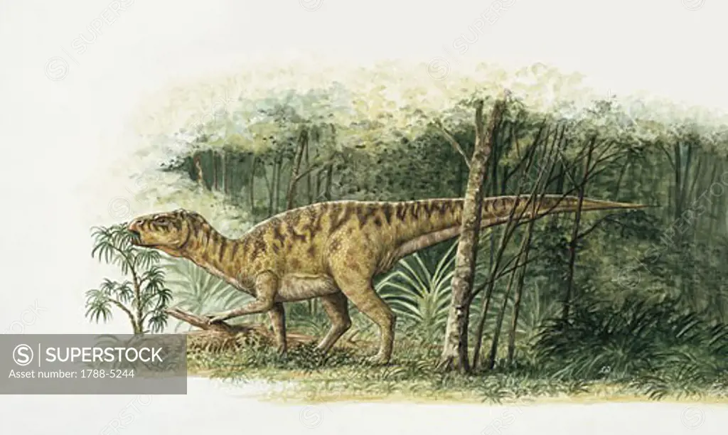 Rhabdodon dinosaur eating plants in the forest