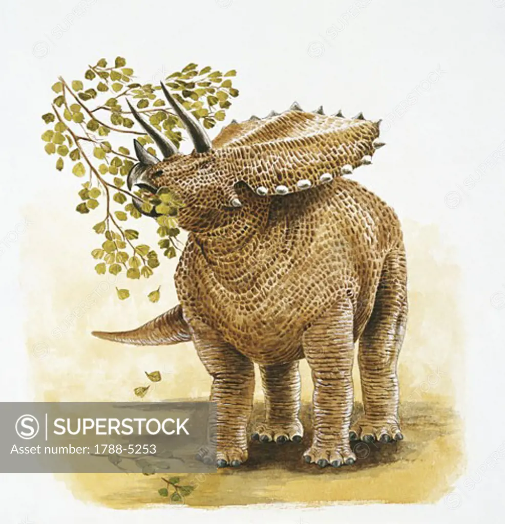 Illustration of Pentaceratops eating branch leaves
