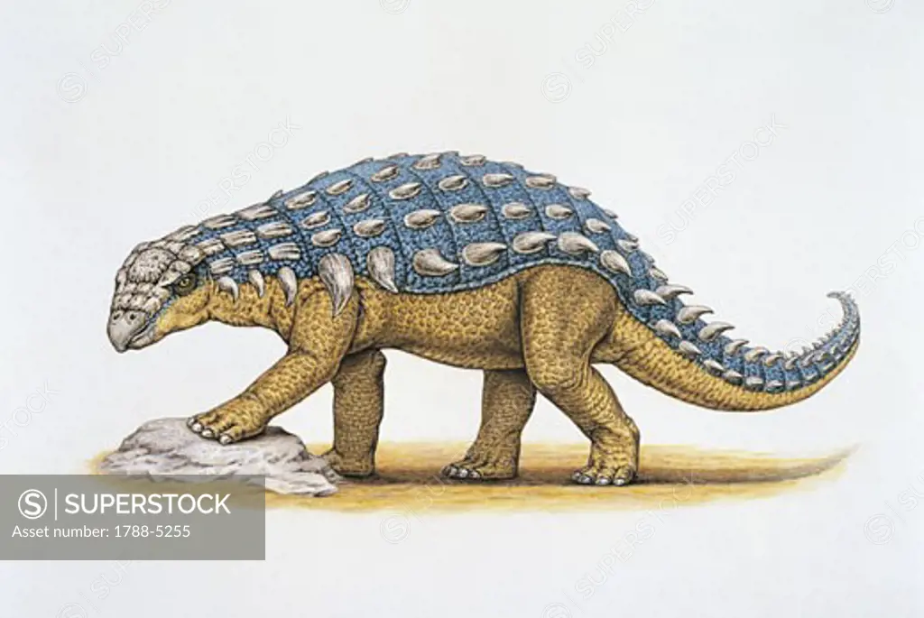 Side profile of a panoplosaurus dinosaur (Panoplosaurus mirus)
