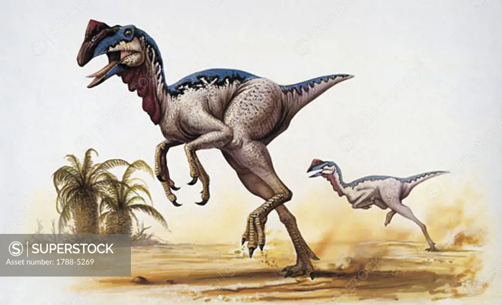 Two chirostenotes dinosaur running