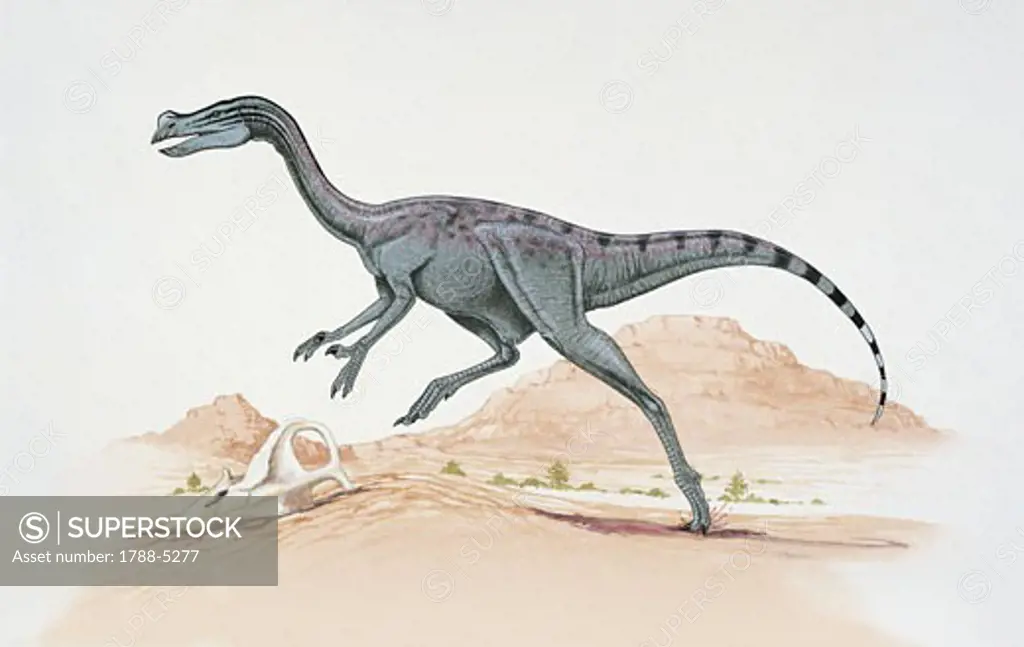 Ingenia dinosaur walking on an arid landscape (Ingenia yanshini)