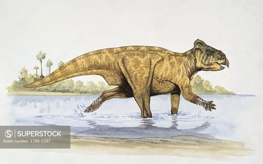 Leptoceratops dinosaur walking in water