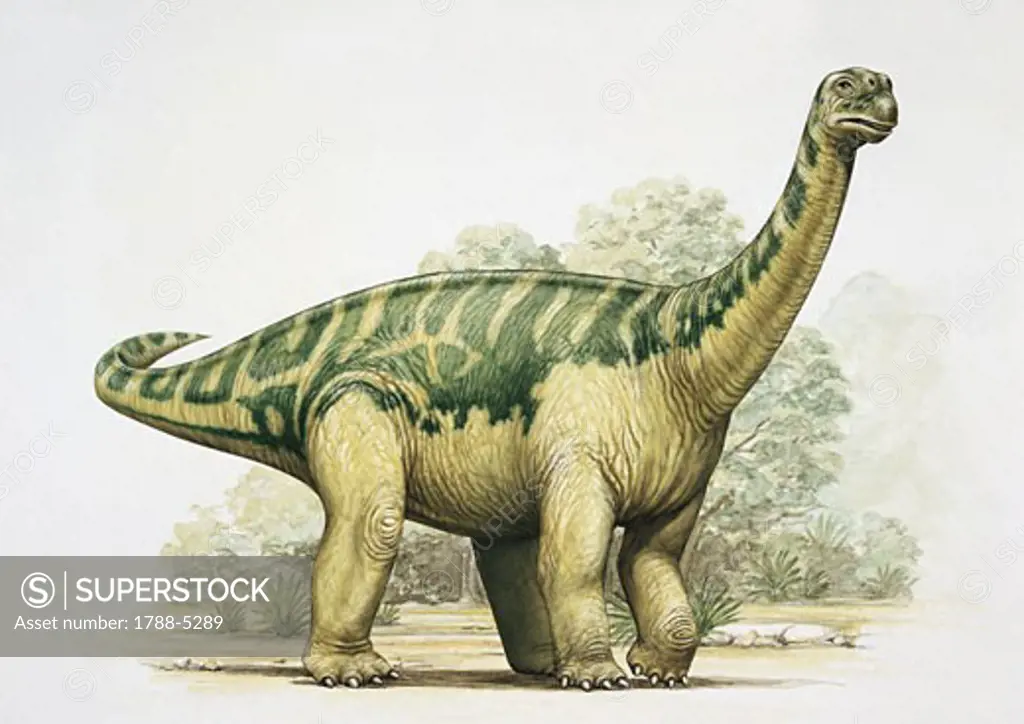 Close-up of an opisthocoelicaudia dinosaur (Opisthocoelicaudia skarzynskii)