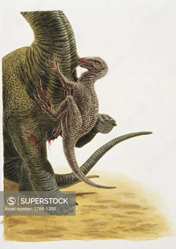 Dromaeosaurus dinosaur hunting another dinosaur