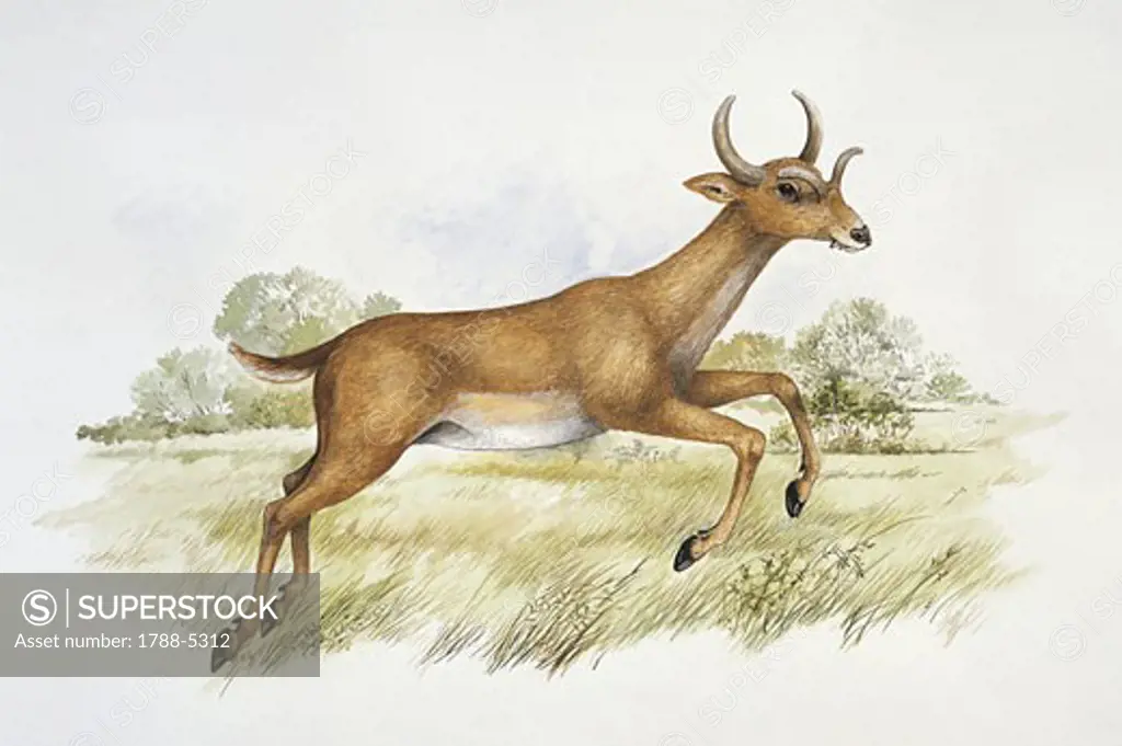 Side profile of deer running
