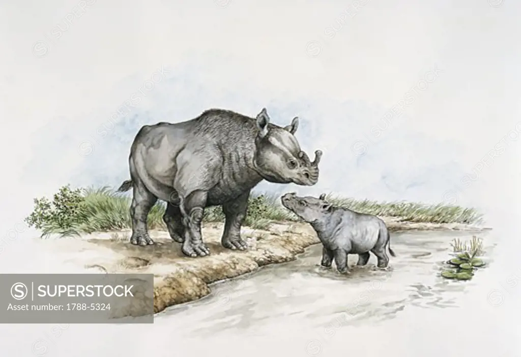 Rhinoceros with a baby rhinoceros