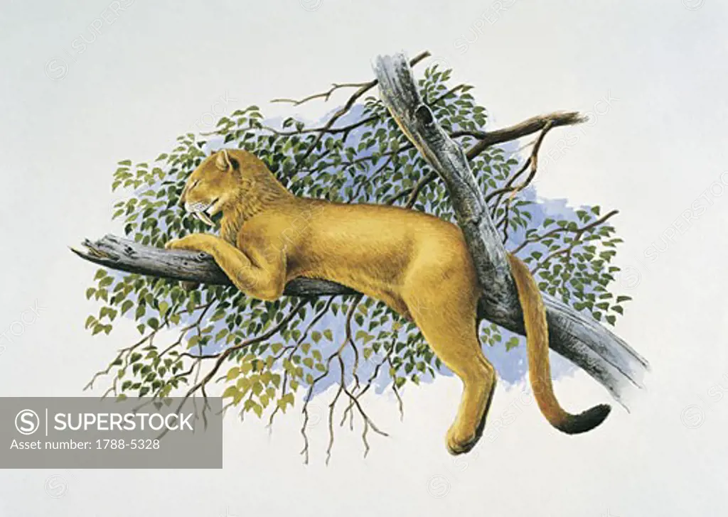 Saber tooth lion sitting on a tree branch