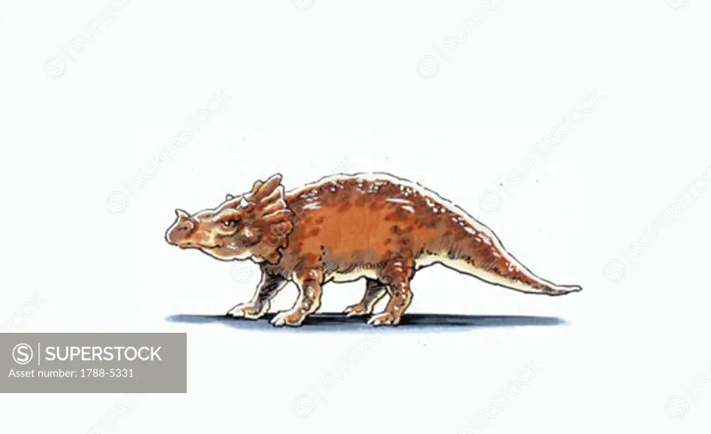 Illustration of Brachyceratops