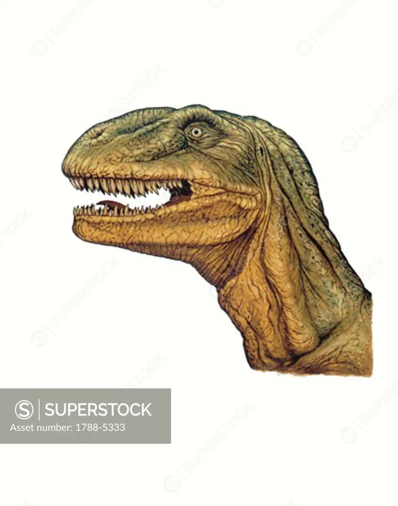 Illustration of Allosaurus, close up of head