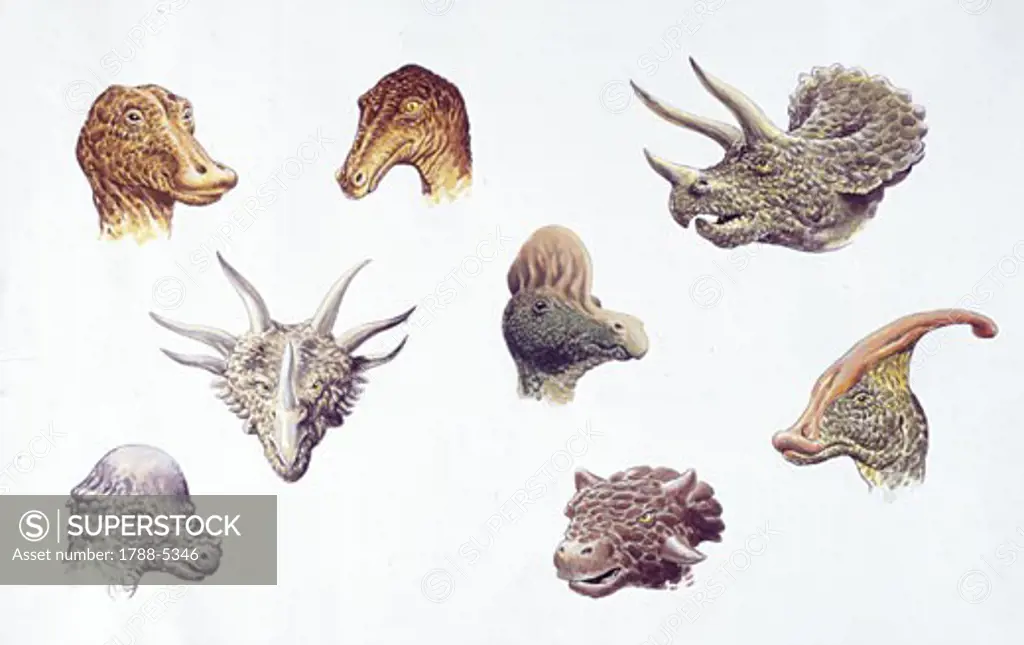 Illustration of  Ouranosaurus, Troodon, Triceratops, Styracosaurus, Corythosaurus, Prenocephale, Euoplocephalus and Parasaurolophus heads