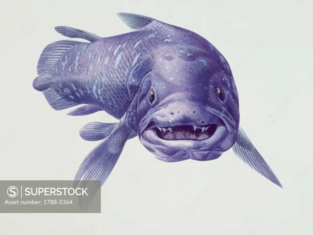Close-up of a coelacanth