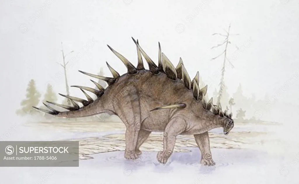 Illustration of Kentrosaurus