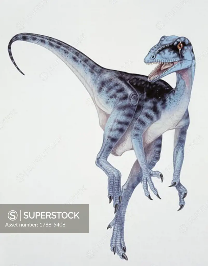 Illustration of Eoraptor