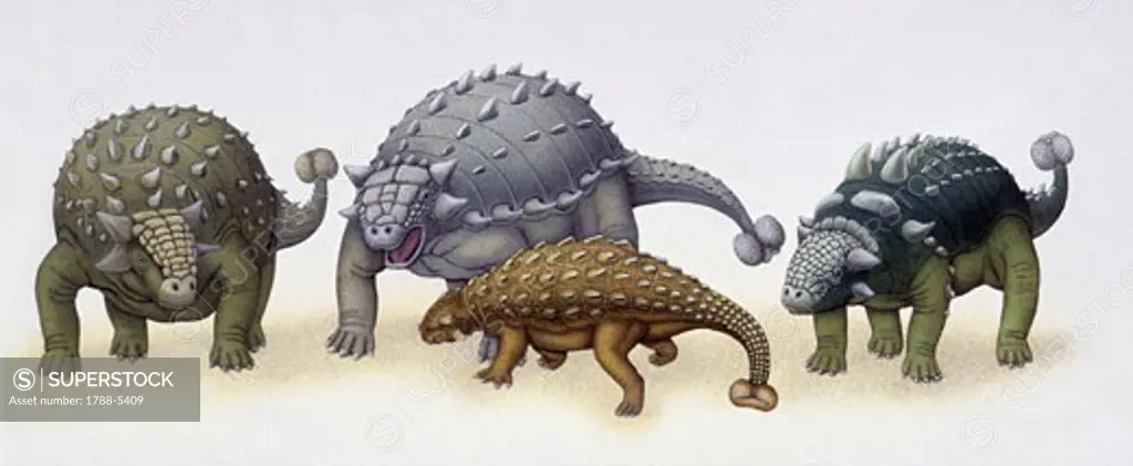 Illustration of four Ankylosaurus dinosaurs