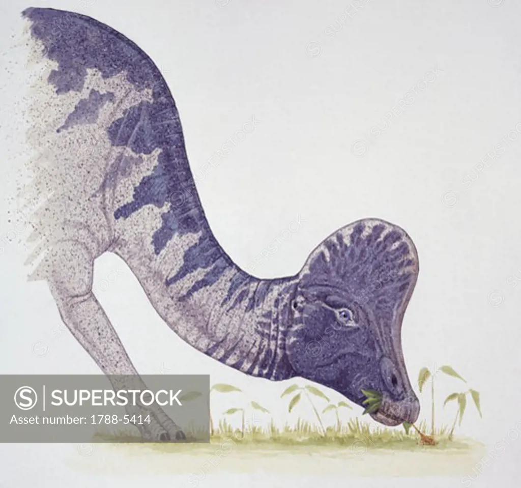 Illustration of Corythosaurus