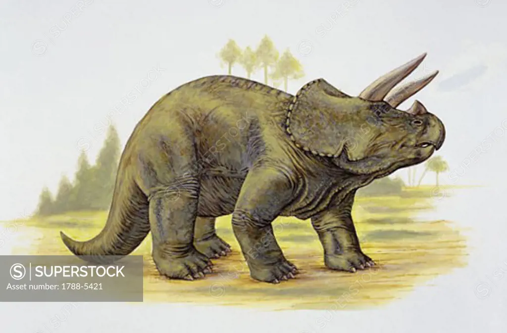 Illustration of Triceratops