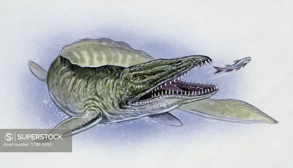 Illustration representing Mosasaurus swimming