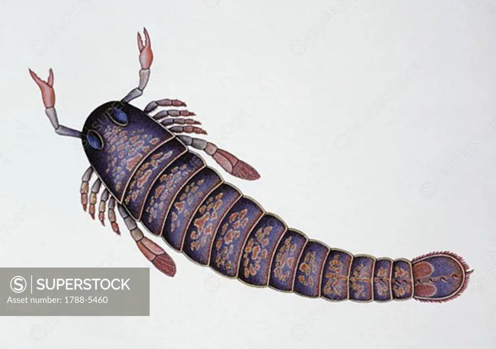 Illustration representing Arthropod Merostoma - Pterygotus