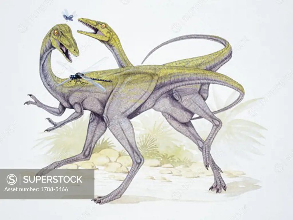 Illustration representing two Compsognathus longipes